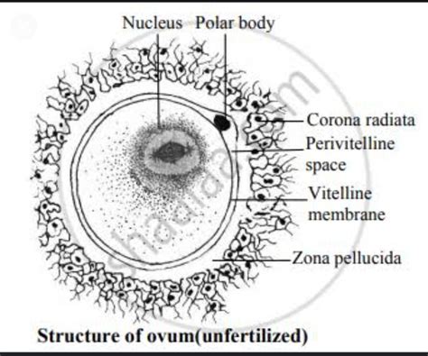 Oocyte Structure