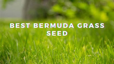 Best Bermuda Grass Seed - Top 8 Regular & Hybrid Variety Picks