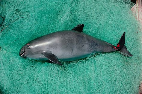 World's most endangered marine mammal is now down to 10 animals | New ...