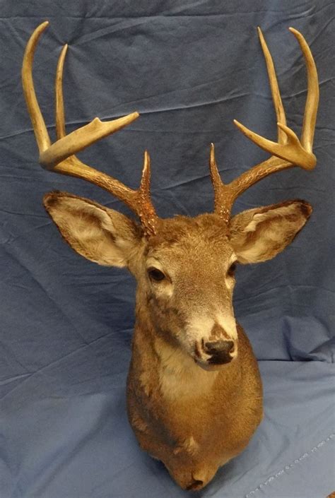 Whitetail deer head mount