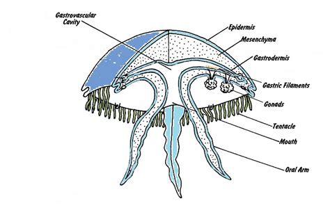 The Geography of Jellyfish: What Exactly is a Jellyfish?