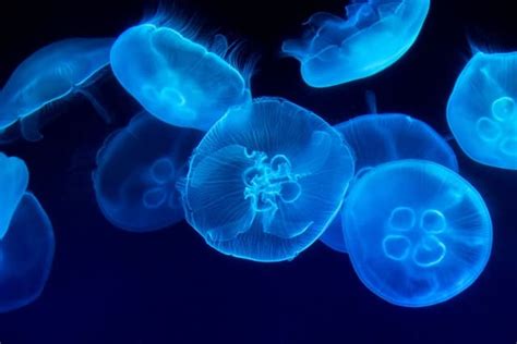 How Jellyfish Survive (& thrive) without a Brain or Heart | EarthLife