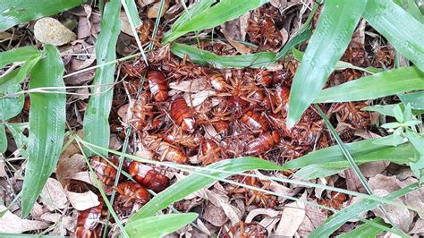 What Does A Roach Nest Look Like? Looking For The Source Of Infestation ...