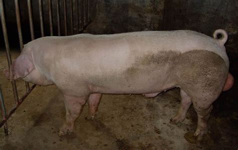 Landrace Pig – A Good Pig Breed For Commercial Farming – FarmerDB