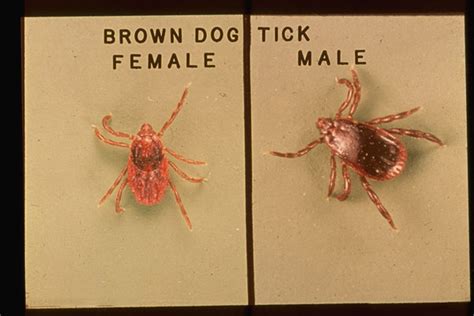 Brown Dog Tick