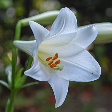 Easter Lily Care: How to Keep Easter Lilies Alive