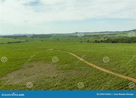 Aerial View of Sugar Cane Plantation Failures - Brazil Stock Photo - Image of failure, nature ...