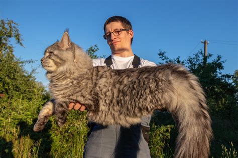 Maine Coon Size Compared to a Normal Cat - Cat-World