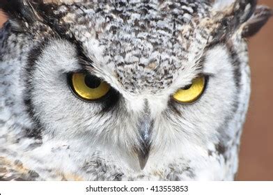 Owl Eyes Stock Photo 413553853 | Shutterstock