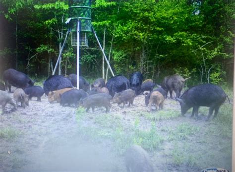 TEXAS HOG HUNTING | TEXAS HOG OUTFITTERS | TEXAS HOG HUNTING COST