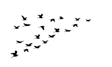 Flying Bird Flock Silhouette