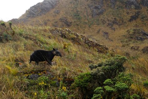 MOUNTAIN TAPIR - Spectacled Bears Conservation Society