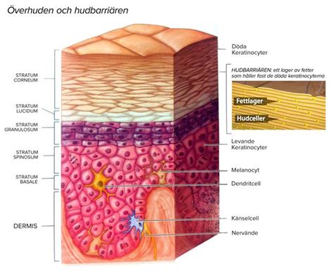 Skin Barrier and Epidermis. The skin barrier consists of several layers of dead keratinocytes ...