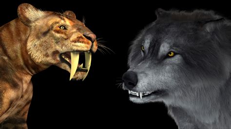 Saber Tooth Tiger Vs Dire Wolf