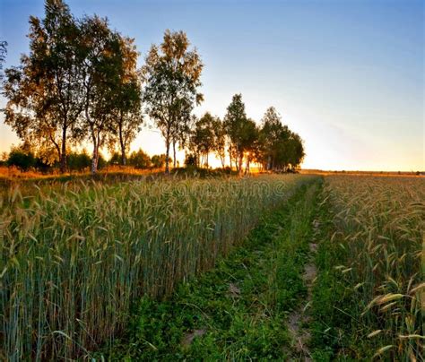 Sunset in summer field stock photo. Image of light, green - 19967804