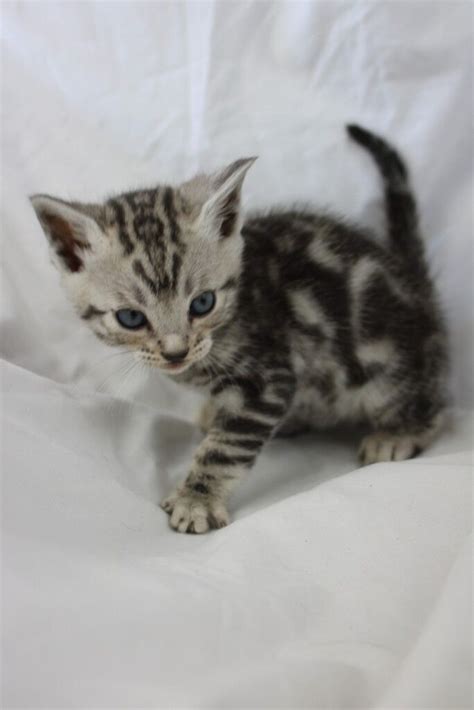 RESERVED - Rare Silver Marble Tica Bengal Kitten Boy For Sale | in ...