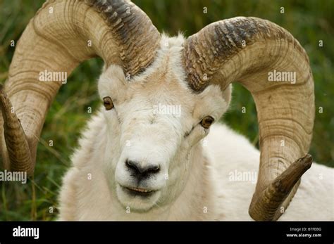 Dahl Sheep Male Stock Photo - Alamy