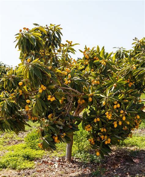 Loquat Tree For Sale Online | The Tree Center