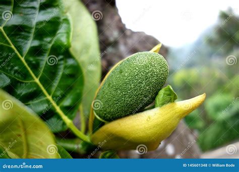 Jackfruit Flower Blooming into Young Fruit Stock Photo - Image of macro, fractal: 145601348