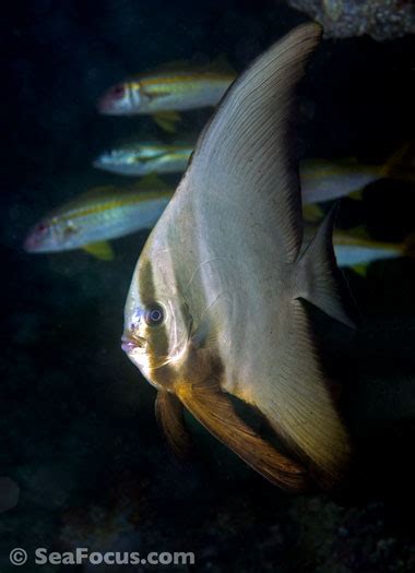 Batfish – image gallery | marine species information | diving photos | underwater videos