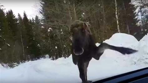 Moose Attack: Why You Shouldn't Stalk Them With Your Car