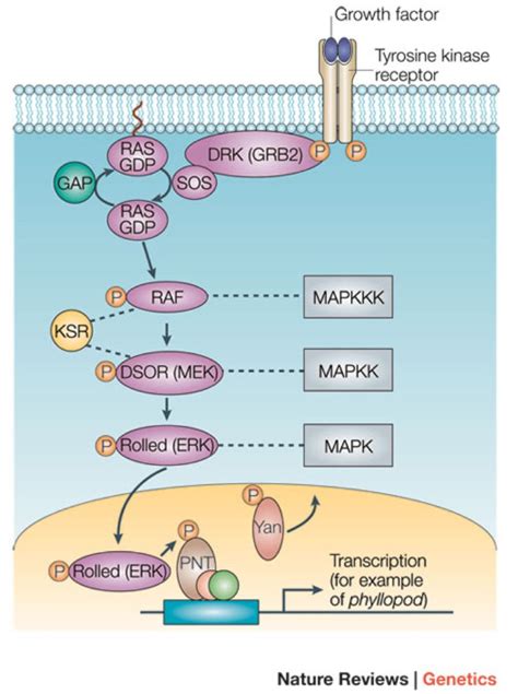 biochemistry - Signaling pathways with Receptor Tyrosine Kinase clarification - Biology Stack ...