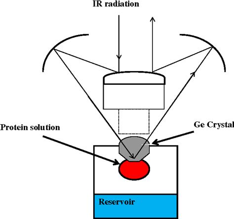 Figure 10 from Recent applications of ATR FTIR spectroscopy and imaging to proteins. | Semantic ...