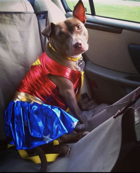 Costumes That'll Help Your Pet Win Halloween