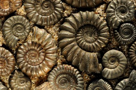 El mundo de los fósiles.: AMMONITES