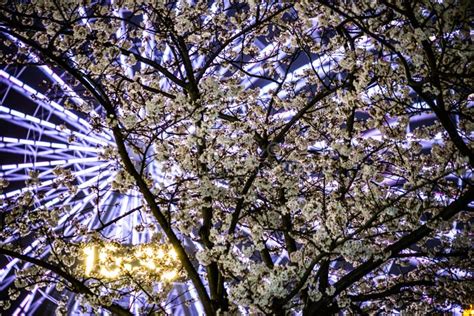 Cherry Blossoms and the Ferris Wheel of the Minato Mirai Stock Image ...