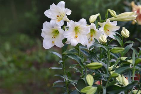 Planting Easter Lilies Outside to Save Them