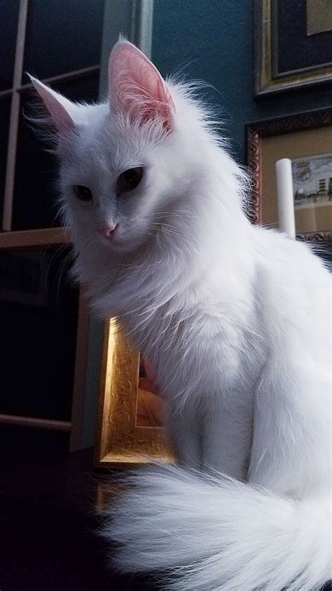 RW BW SGC Chateaumane Ev Sunak in 2021 | Angora cats, White cat breeds, Turkish angora cat