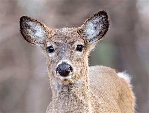 White Tailed Deer - Natural Intelligence