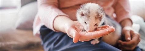 5 Best Ferret Foods - July 2021 - BestReviews