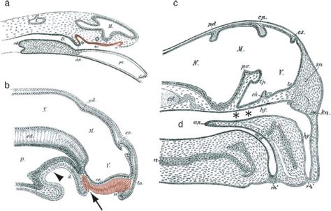 Hagfish Anatomy