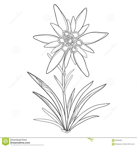 Edelweiss Flower Drawing at PaintingValley.com | Explore collection of Edelweiss Flower Drawing