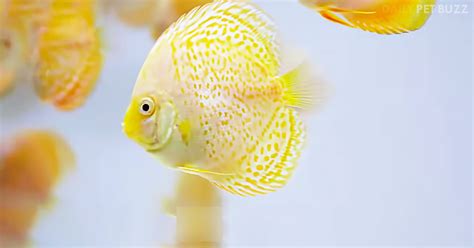 The 10 Most Colorful Freshwater Fish For Your Aquarium – Pet Buzz