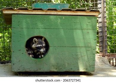 Raccoon Family House Stock Photo 2063727341 | Shutterstock