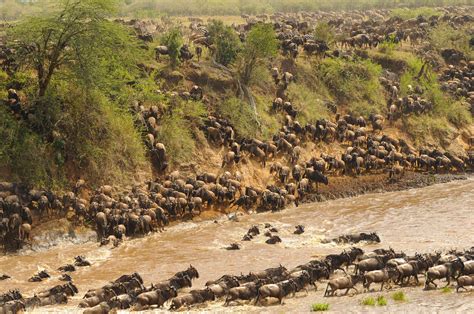 Masai Mara 4 Days Safari - WildEx Safari Fixers