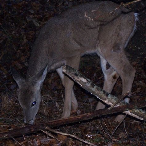 Black Rock Ranch: Baby Deer....Button Buck