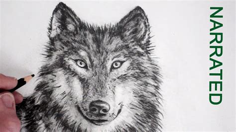 Realistic Pencil Wolf Drawing - bestpencildrawing