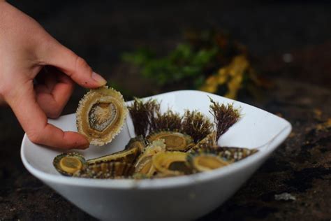 Common Limpet - Facts, Habitat, Diet, Conservation, & More - American Oceans