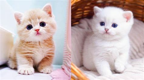 Photos Of Cute Baby Cats - Infoupdate.org