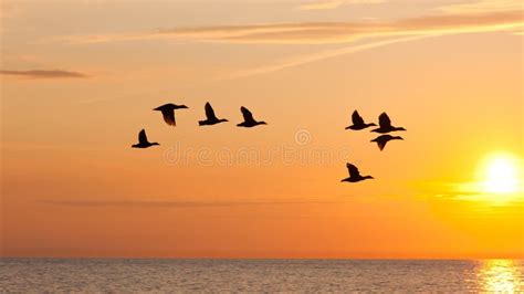 Birds Fly In The Sky At Sunset Stock Image - Image of heavens, sunset: 20968141