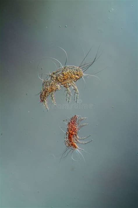 Dust Mites Under the Microscope Stock Image - Image of science, translucent: 190739197