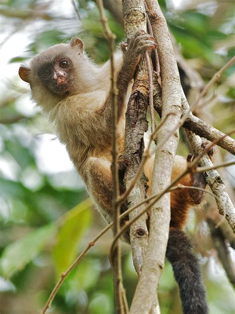 Black Tailed Marmoset | Sean Crane Photography