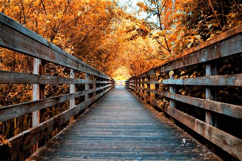 Blue wooden bridge, nature, landscape, fall, road HD wallpaper | Wallpaper Flare