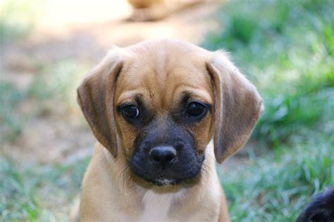 Available Puggle Puppies | Puggle Puppies