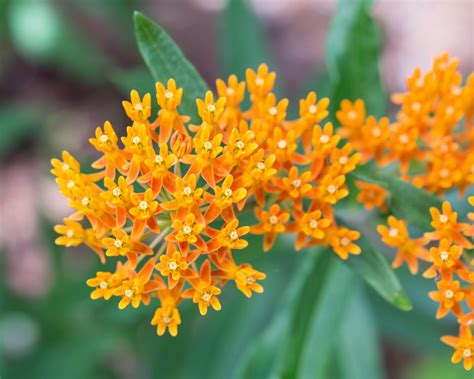 Butterfly Weed, Asclepias tuberosa Attracts Butterflies