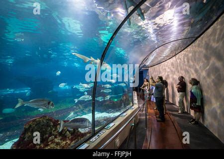 Visitors in underwater tunnel of Barcelona Aquarium, Port Vell harbor in Barcelona, Spain Stock ...